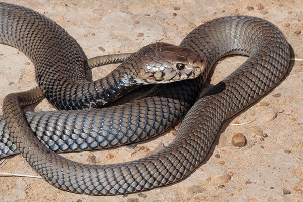 Mozambique-Spitting-Cobra-provided-by--Johan-Marais--African-Snakebite-Institute